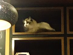 -咖法森林·咖啡  酒吧(天河店)