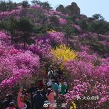 大珠山杜鹃花