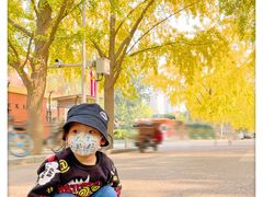 -三里屯东五街银杏大道