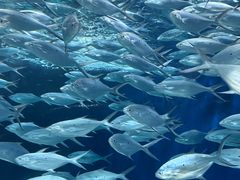 -上海海洋水族馆