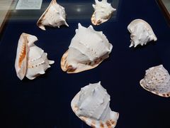 -青岛贝壳博物馆
