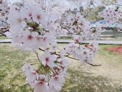 -顾村公园