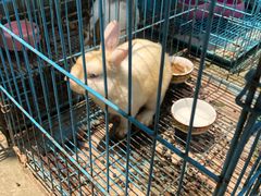 -呼吸森林·生态农庄农家乐私房菜