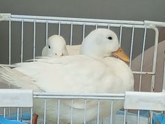 -怪兽屋·羊驼·猫咖·狗咖(俊华广场店)