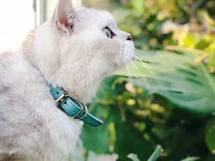 -猫小院猫主题咖啡厅(北锣店)