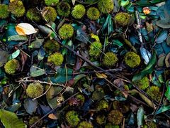 -上海佘山国家森林公园天马山园