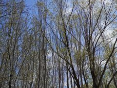 -大兴滨河森林公园