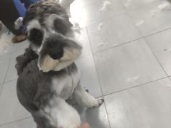 -宠福鑫康馨动物医院·骨科·眼科