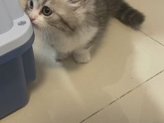 -小猫来了·猫舍(红山六九七九店)
