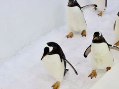 -广州热雪奇迹