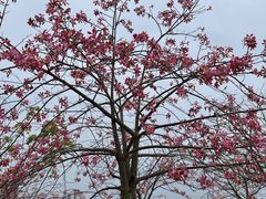 -风云岭森林公园