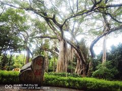 -瑞丽独树成林风景区