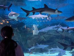 -烟台海昌鲸鲨海洋公园