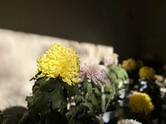 -杭州植物园