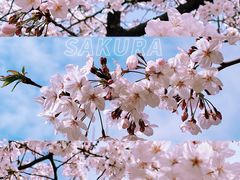 -新虹桥中心花园