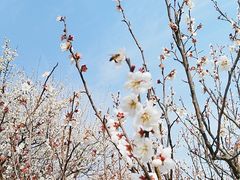 -香雪海