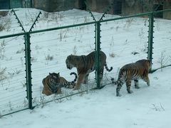 -新疆天山野生动物园