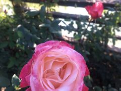 -静之湖湖畔餐厅