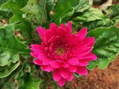 -松山湖梦幻百花洲