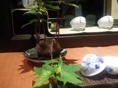 -白鹭原茶艺馆