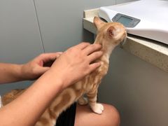 -伟伟宠物医院·瑞派猫友好医院·猫科(光谷店)