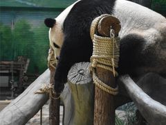 -灵玲国际马戏城