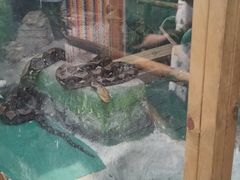 -上海大自然野生昆虫馆(东方明珠·爬宠昆虫探索中心)