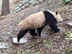 -中国大熊猫保护研究中心雅安碧峰峡基地