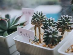 -Africafe(非洲咖啡)