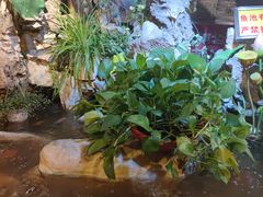 -多哥水傣味餐厅(司马巷店)