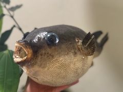 -天正河鲀·河豚亭(大连店)