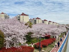 -高东镇樱花园