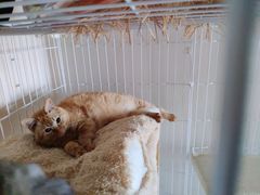 -闸弄口(地铁站)