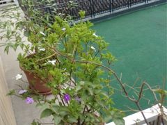 iphone_upload_pic-东旭阳光国际大酒店