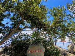 -紫金山山顶公园