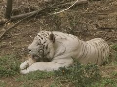 -云南野生动物园