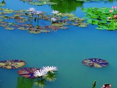 -国家植物园南园