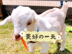 -前小桔亲子创意农场·草莓采摘·露营烧烤