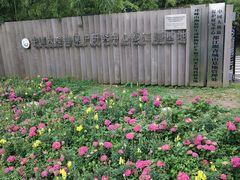 -都江堰中华大熊猫苑