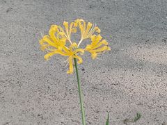 -上海滨江森林公园