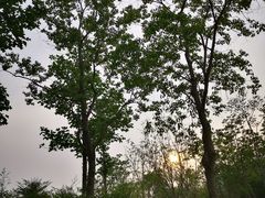 -上海长兴岛郊野公园