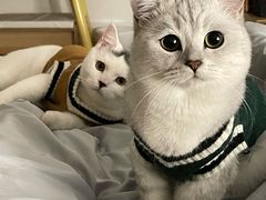 -中农大我爱我爱动物医院·核磁CT·猫病·24小时夜诊中心(石佛营店)