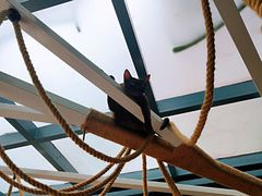 -喵屿·大理花园猫咖