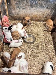 -酷嗒动物文化乐园(cutezoo西溪乐天城店)