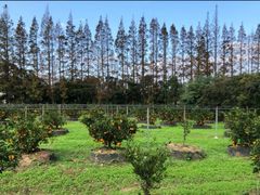 -前小桔亲子创意农场·草莓采摘·露营烧烤