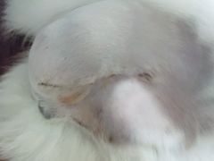 -哆趣宠物医院·眼科·内镜·急重症转诊中心(上海店)