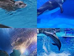 -海合安成都极地海洋公园