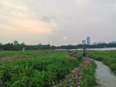 -海珠湖公园