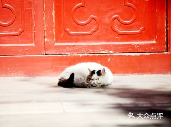 谁能想到，这只加菲猫，是一只被遗弃的可怜虫