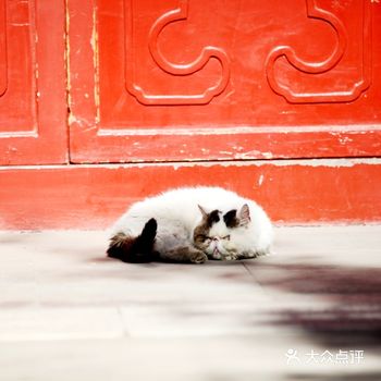 谁能想到，这只加菲猫，是一只被遗弃的可怜虫